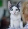 Кошка МИЛА 3087