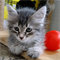Кошка ДЕВОЧКА 3103