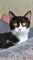 Кот ЧАРЛИ 2328