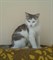 Кошка ЛЮСЯ 3156