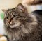 Кошка ЛУШЕНЬКА 3308