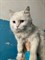 Кошка в районе Опытного поля 3476