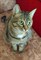 Кошка МАШЕНЬКА 3512