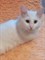 Кошка БЕЛОЧКА 3529