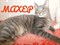 Кот МАХЕР 2548