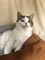 Кошка МАРУСЕНЬКА 3126 - фото 12857