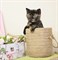 Кошка КЛЮКОВКА 3666 - фото 13310