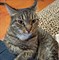 Кошка ЛИЗАВЕТА 3667