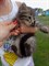 КОТЕНОК ДЕВОЧКА 3761