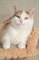 Кошка ВАНИЛЬКА 2817