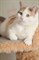 Кошка ВАНИЛЬКА 2817