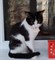 Кошка МАЛЫШКА 4340 - фото 16125 Кошка МАЛЫШКА 4340 - фото 16125