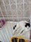 Кошка КАПИТОШКА 4388 - фото 16363 Кошка КАПИТОШКА 4388 - фото 16363