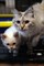 Кошка ЦАРИЦА 4407