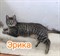 Кошки на ТОЛБУХИНА 4497 - фото 16712 Кошки на ТОЛБУХИНА 4497 - фото 16712
