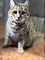 Кошка МАРУСЯ 4499