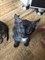 Кошка 6 КОТЯТ - серая 4611