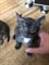 Кошка 6 КОТЯТ - серая 4611