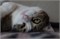 Кошка УЛЬЯНА 4707 - фото 17311 Кошка УЛЬЯНА 4707 - фото 17311