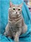 Кошка ТЕФТЕЛЬКА 4717