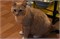 Кошка ПЕНКА 4746