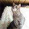 Кот ЧАРДЫШ 3586 - фото 17647 Кот ЧАРДЫШ 3586 - фото 17647