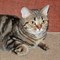 Кошка МУРОЧКА 2015