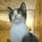 Кошка МАЛЫШКА ЛИЛУ 2091