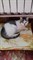 Кошка ИРИШКА 2171