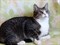 Кошка МИЛА 2210 - фото 6337