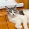 Кошка АЛИСА 2198