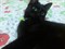 Кошка ЧЕРНАЯ 2335