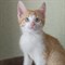 Кот ТОТОШКА 2365