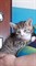 Кот МУРЗИК 2447