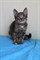 Кот КОТИК 2312