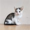 Кошка ЭЛЬЗА 2475