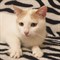Кошка БЕЛОЧКА 2480