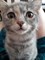 Кошка СИМКА 2527