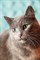 Кошка ИРИНКА 2612