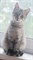 Кошка ЗАЙКА 2700 - фото 8173