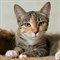 Кошка ШЕЙЛА 2775