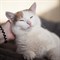 Кошка ВАНИЛЬКА 2817