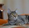 Кошка КРИСТИ 2830