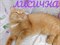 Кошка ЛИСИЧКА 2838
