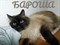Кот БАРОН 2763