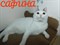 Кошка САФИНА 2863