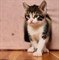 Кошка БРИТТА 2906