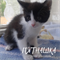 Кошка ПЯТНАШКА 2950 - фото 9662 Кошка ПЯТНАШКА 2950 - фото 9662