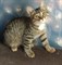 Кошка ТИГРУША 2951
